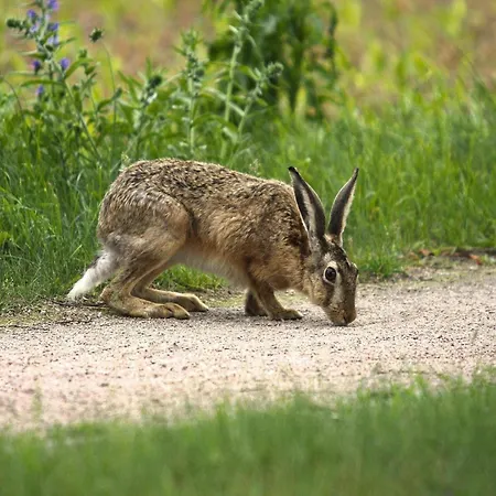 בית נופש Am Garder Inselblick
