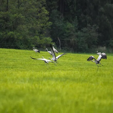 בית נופש Am Garder Inselblick Lohmen (Mecklenburg-Vorpommern)