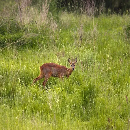 Am Garder Inselblick בית נופש Lohmen (Mecklenburg-Vorpommern)
